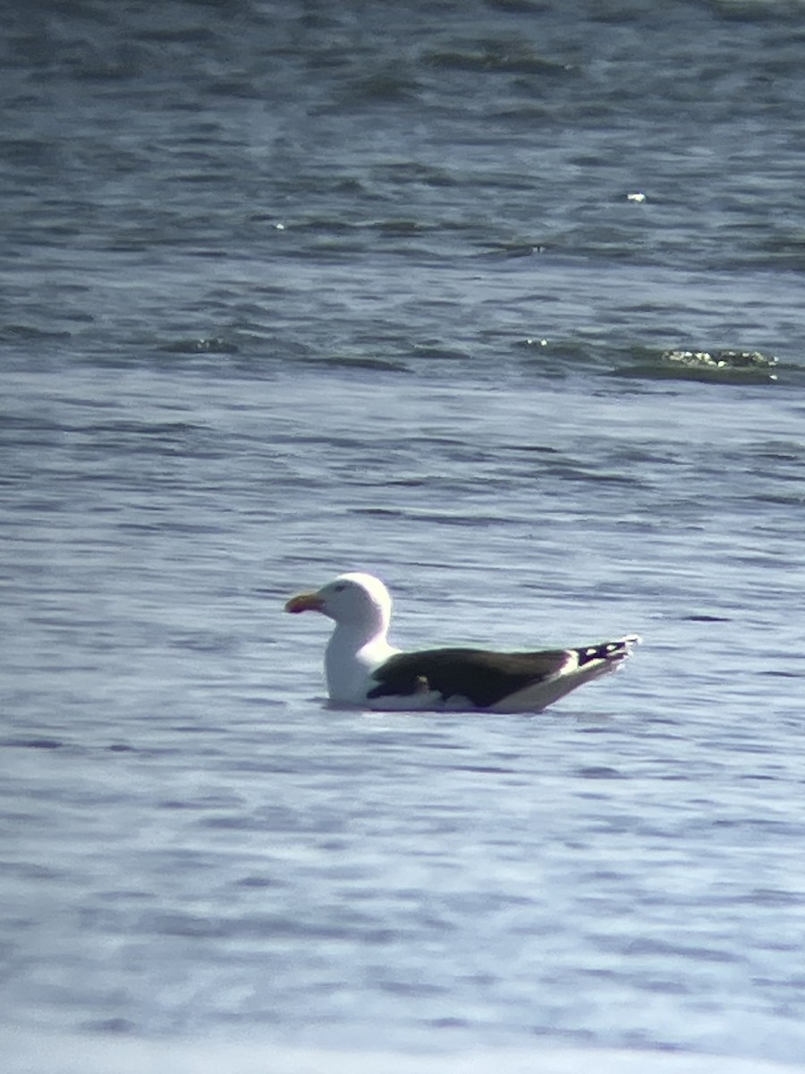 Great Black-backed Gull - ML637600205