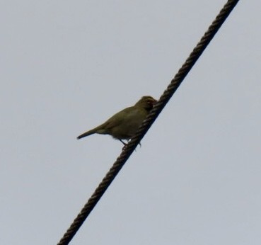 Yellow-faced Grassquit - ML637600216