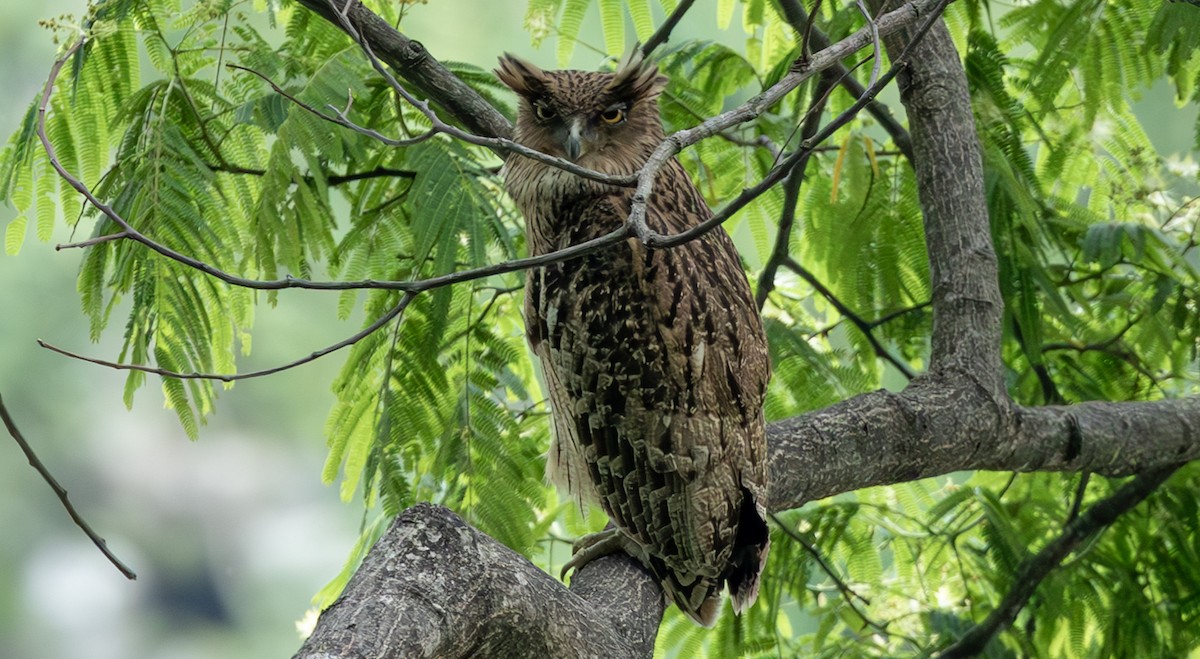 Tawny Fish-Owl - ML637600233