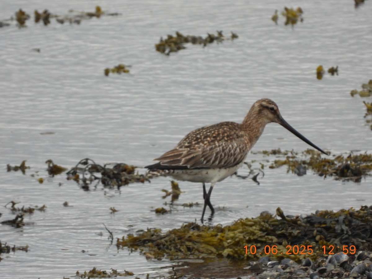 Bar-tailed Godwit - ML637600238