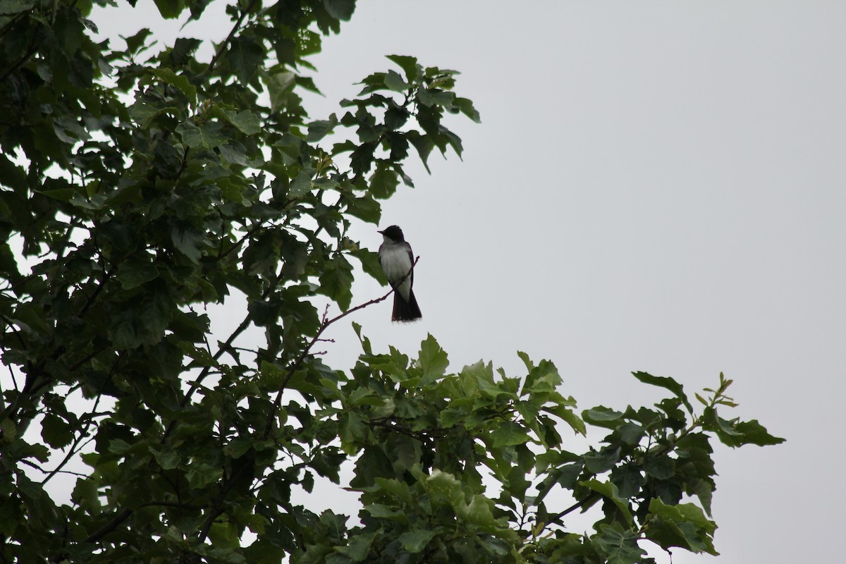 Eastern Kingbird - ML637600286