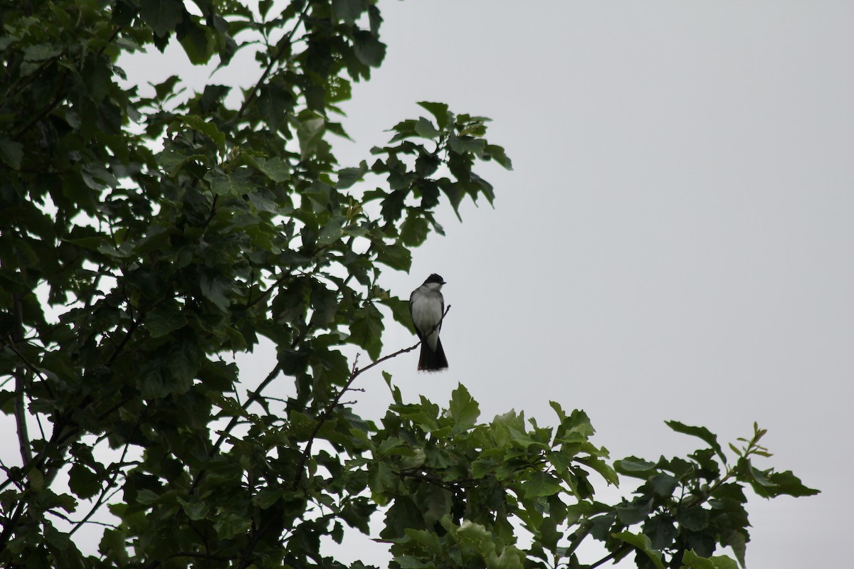 Eastern Kingbird - ML637600287