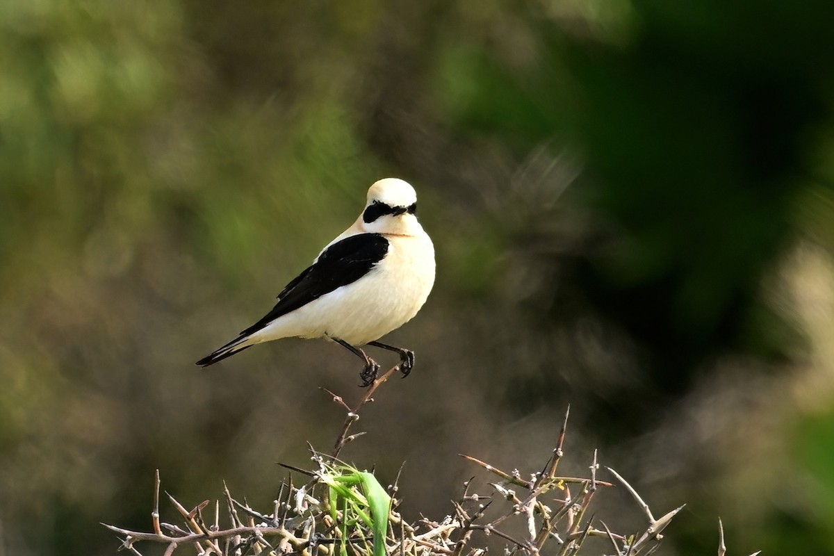 Western Black-eared Wheatear - ML637600333