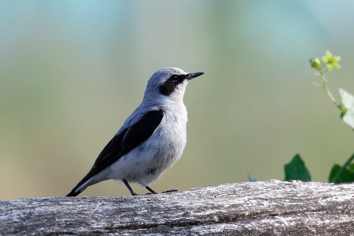 Northern Wheatear - ML637600350