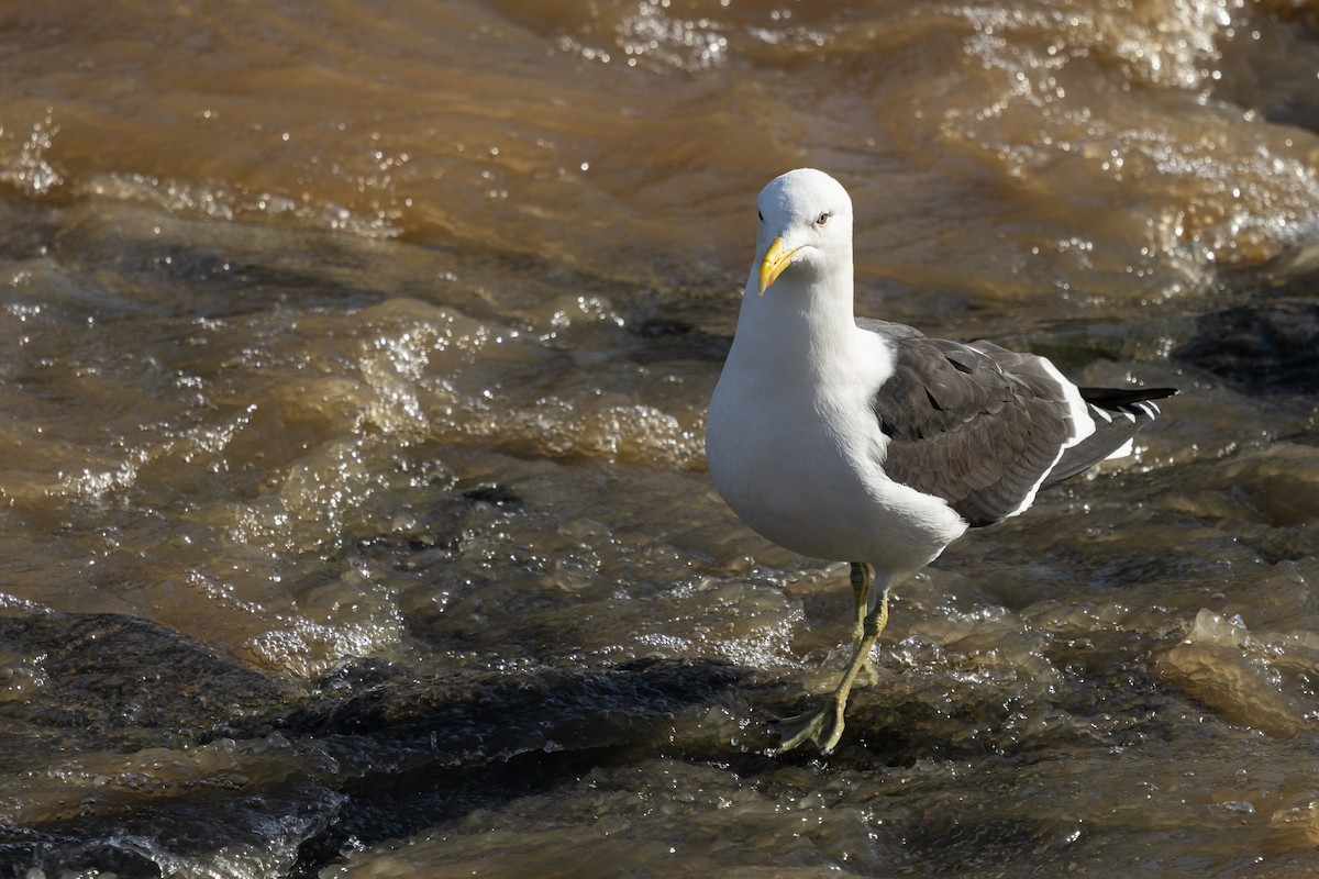 Kelp Gull (dominicanus) - Ariel Cabrera Foix