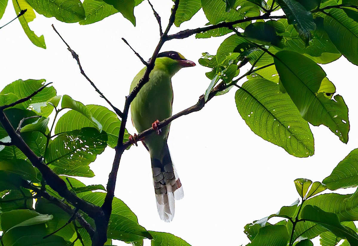 Common Green-Magpie - ML637600368