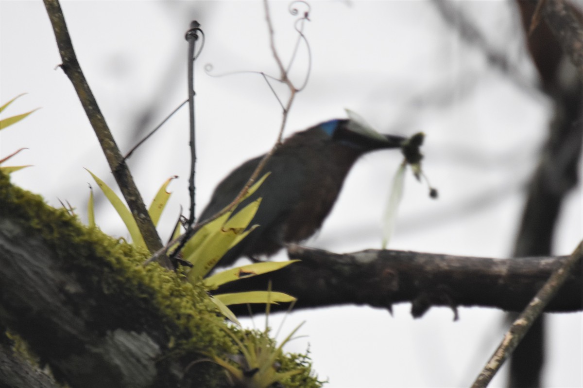 Trinidad Motmot - ML637600383