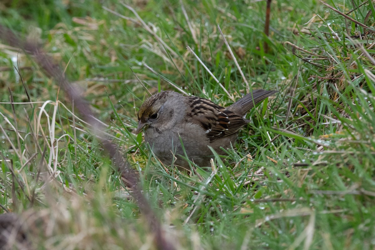 Golden-crowned Sparrow - ML637600394