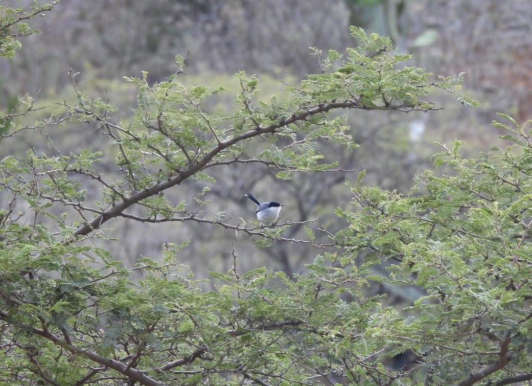 Marañon Gnatcatcher - ML637600402