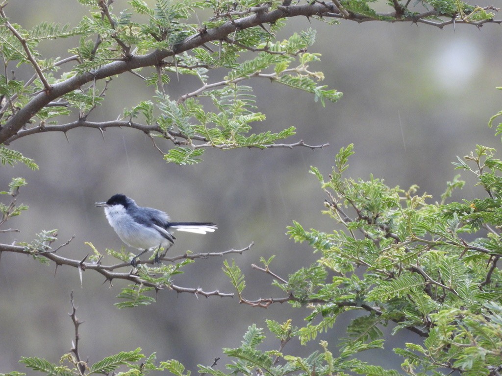 Marañon Gnatcatcher - ML637600403