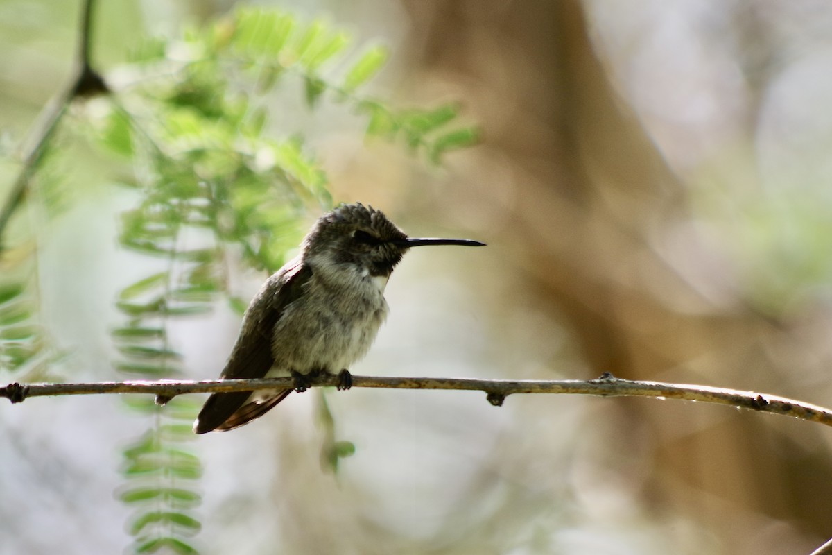 Costa's Hummingbird - ML637600412