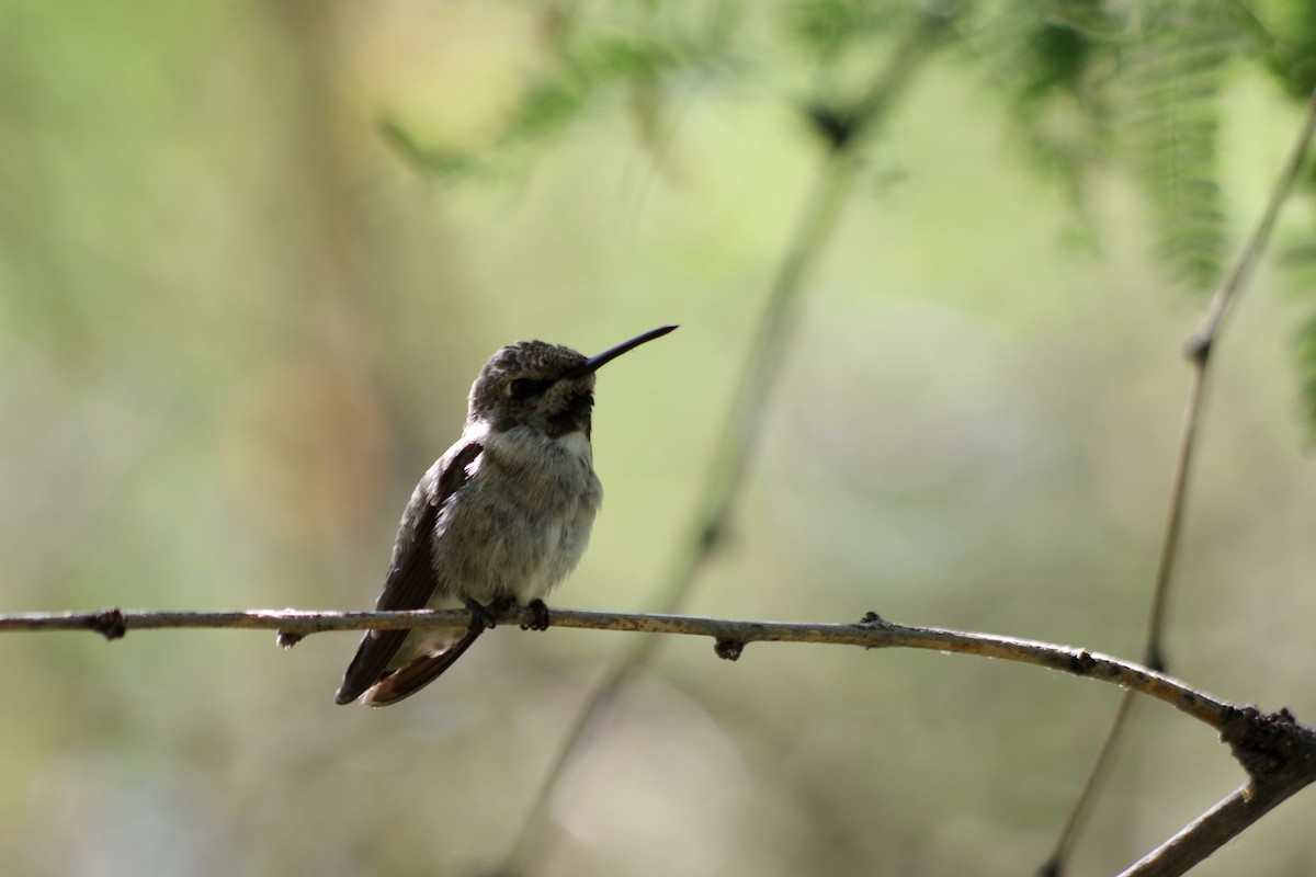 Costa's Hummingbird - ML637600413