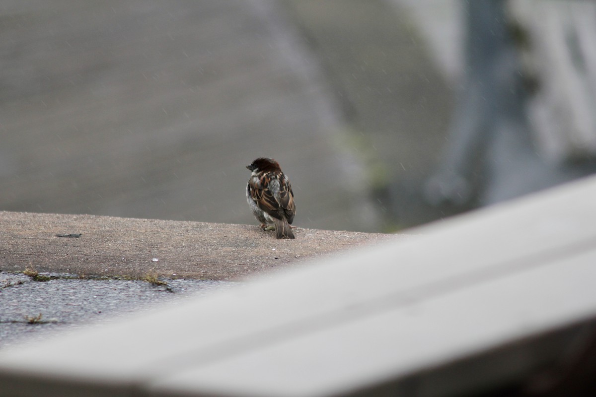 Song Sparrow - ML637600448