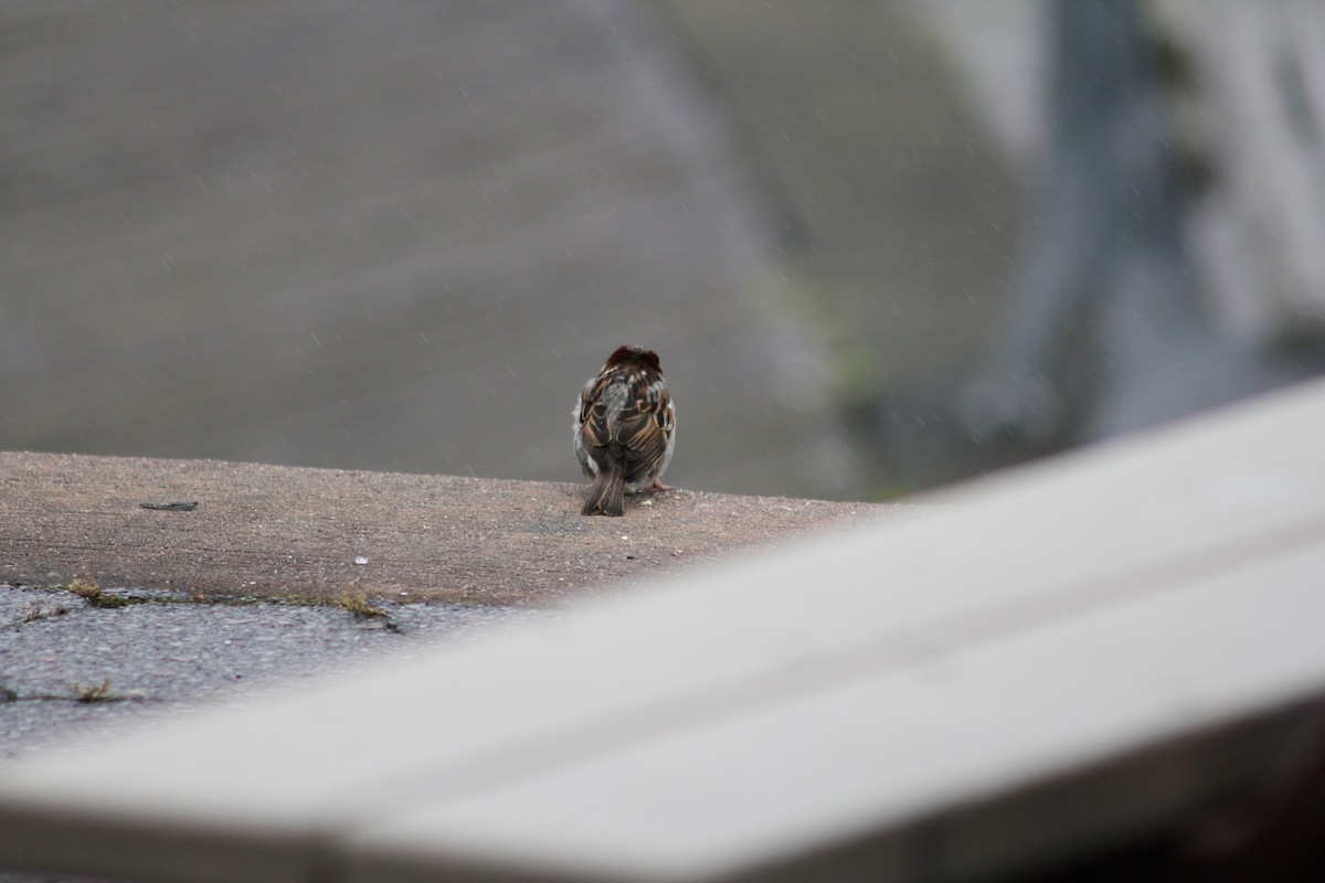 Song Sparrow - ML637600449