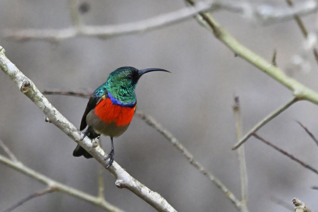 Greater Double-collared Sunbird - ML637600457