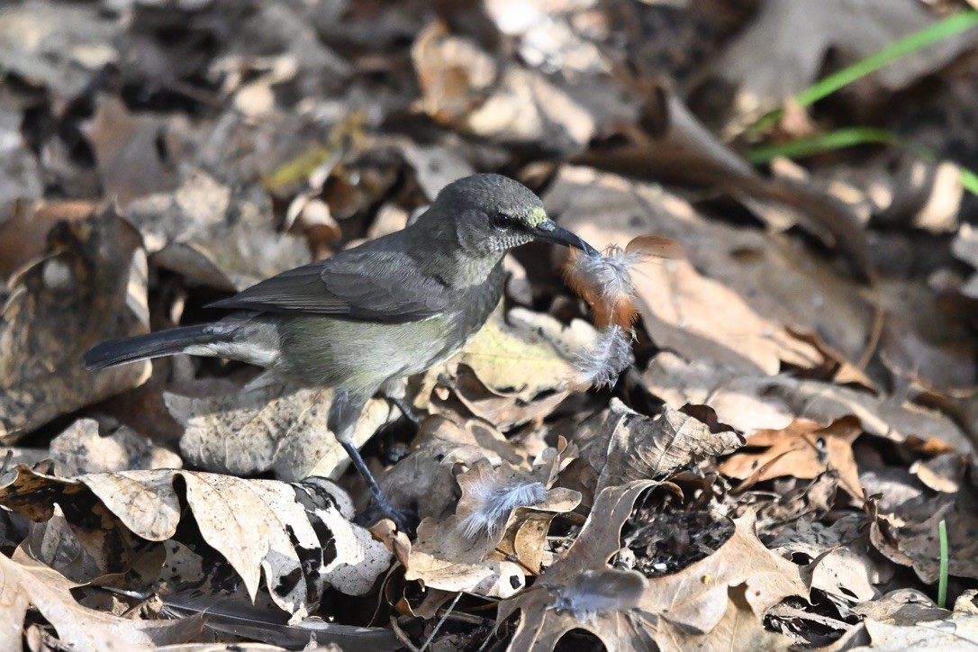 Greater Double-collared Sunbird - ML637600458