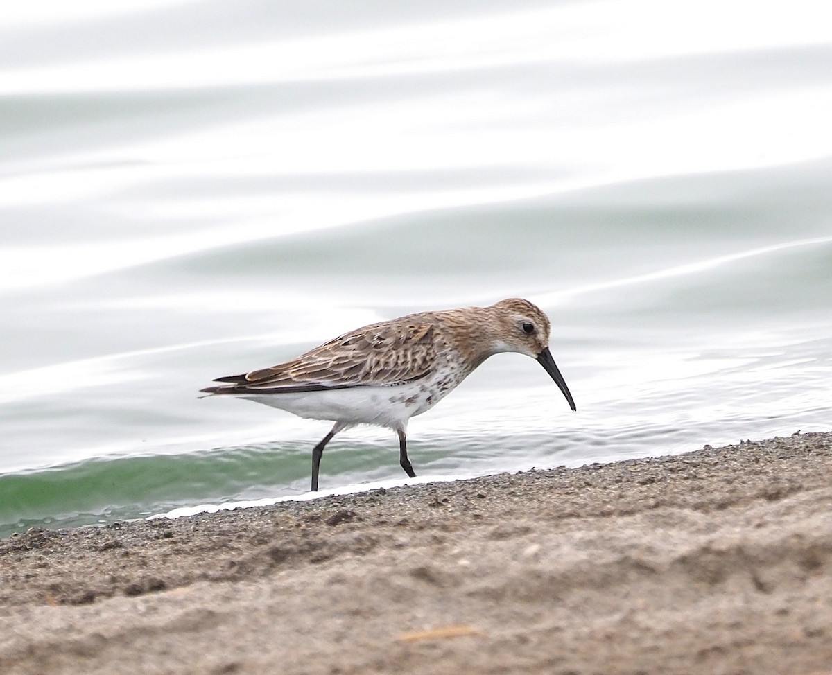 Dunlin - ML637600470