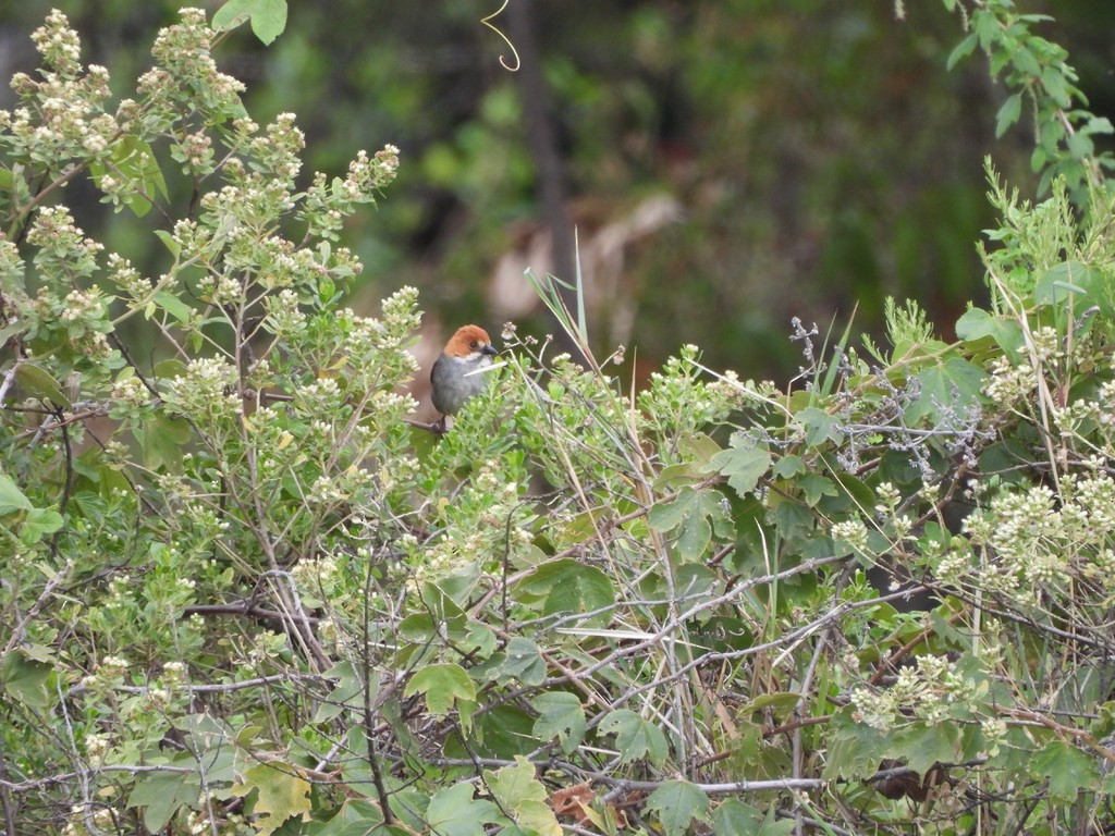 Rufous-eared Brushfinch - ML637600471