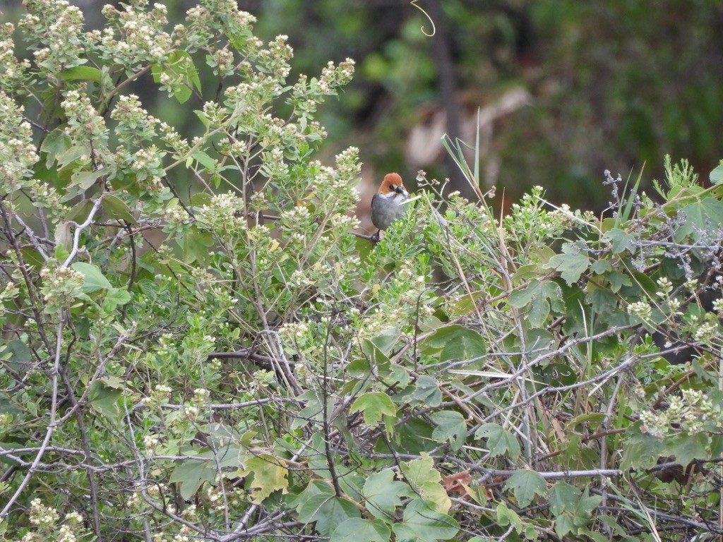 Rufous-eared Brushfinch - ML637600472