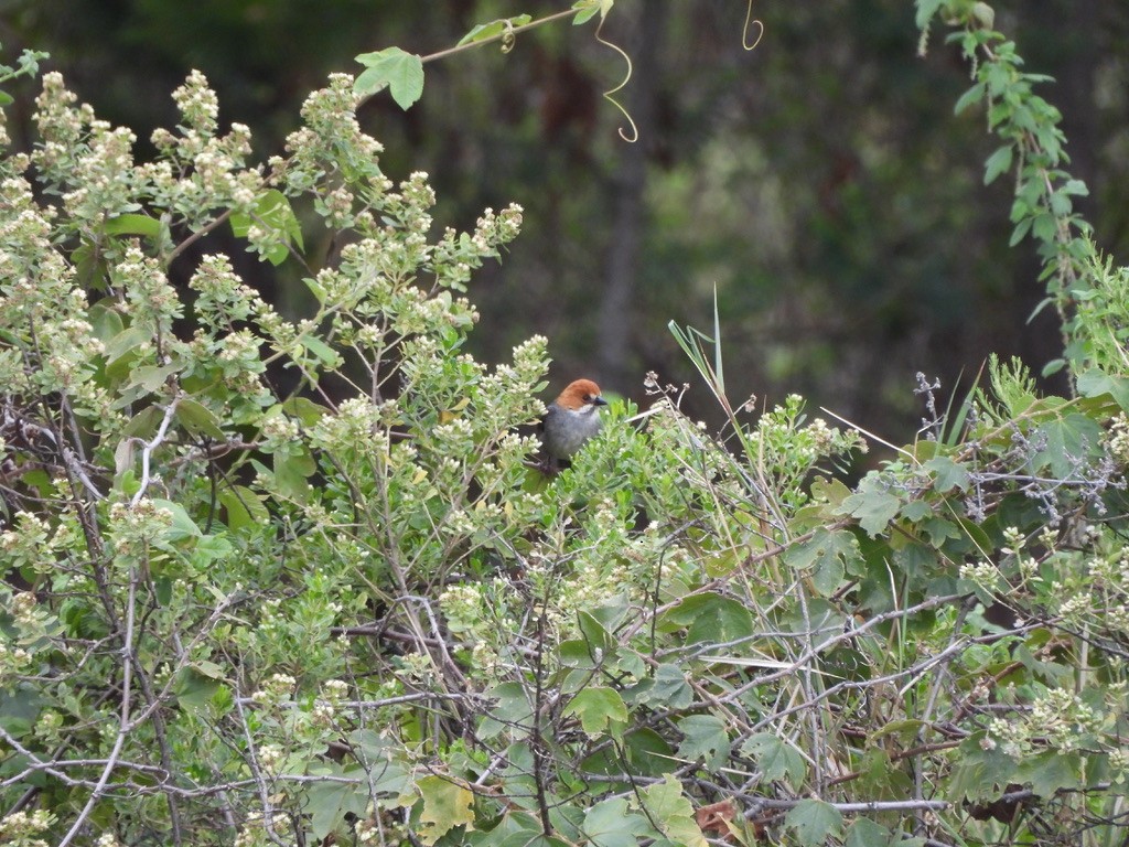 Rufous-eared Brushfinch - ML637600479