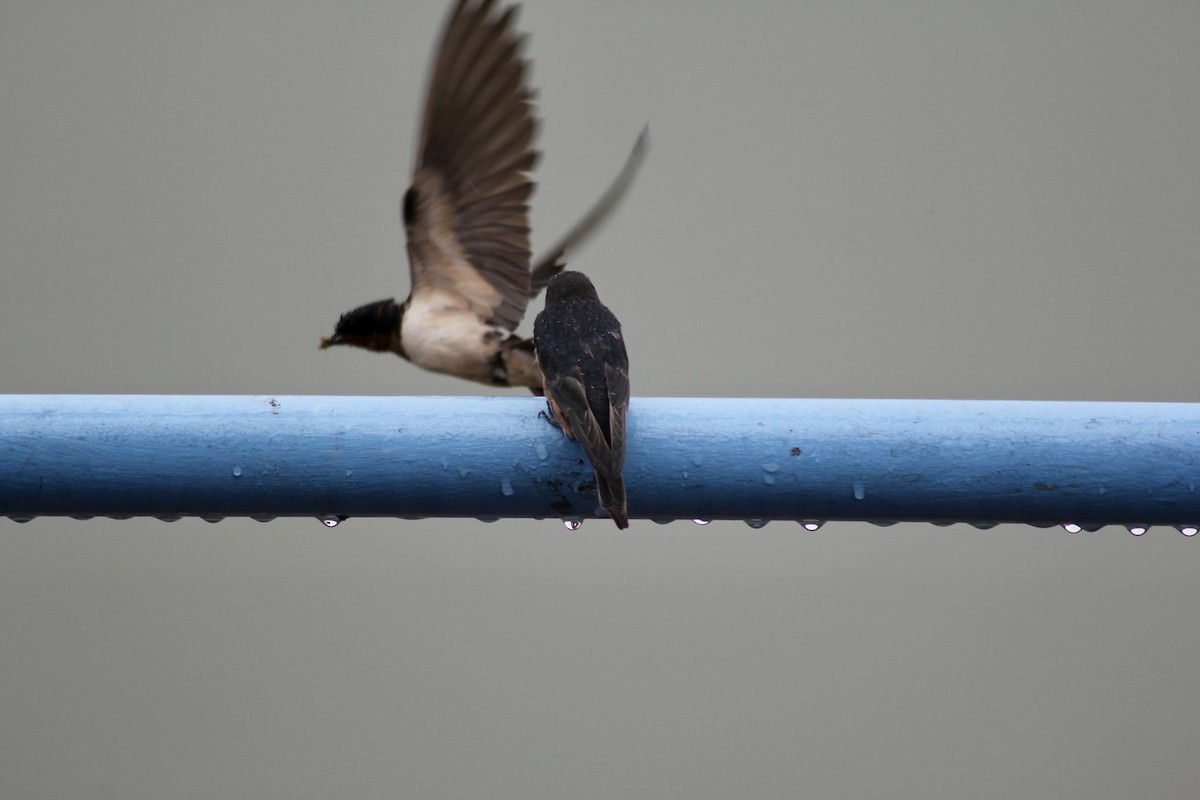 Barn Swallow - ML637600549