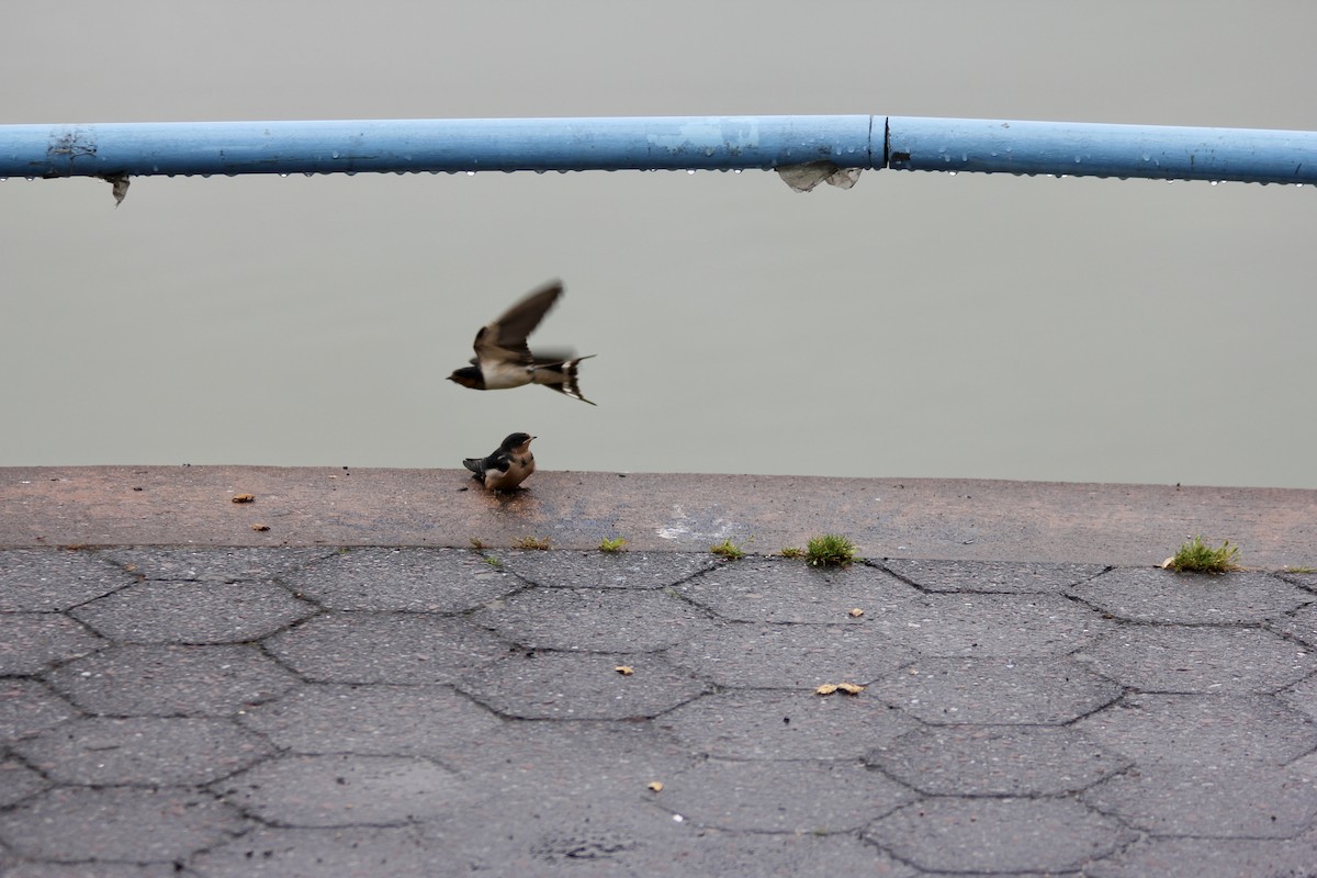 Barn Swallow - ML637600550