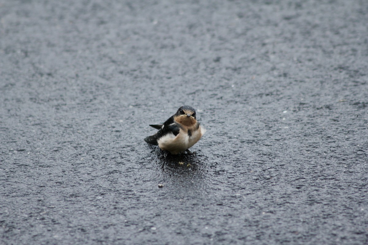 Barn Swallow - ML637600551