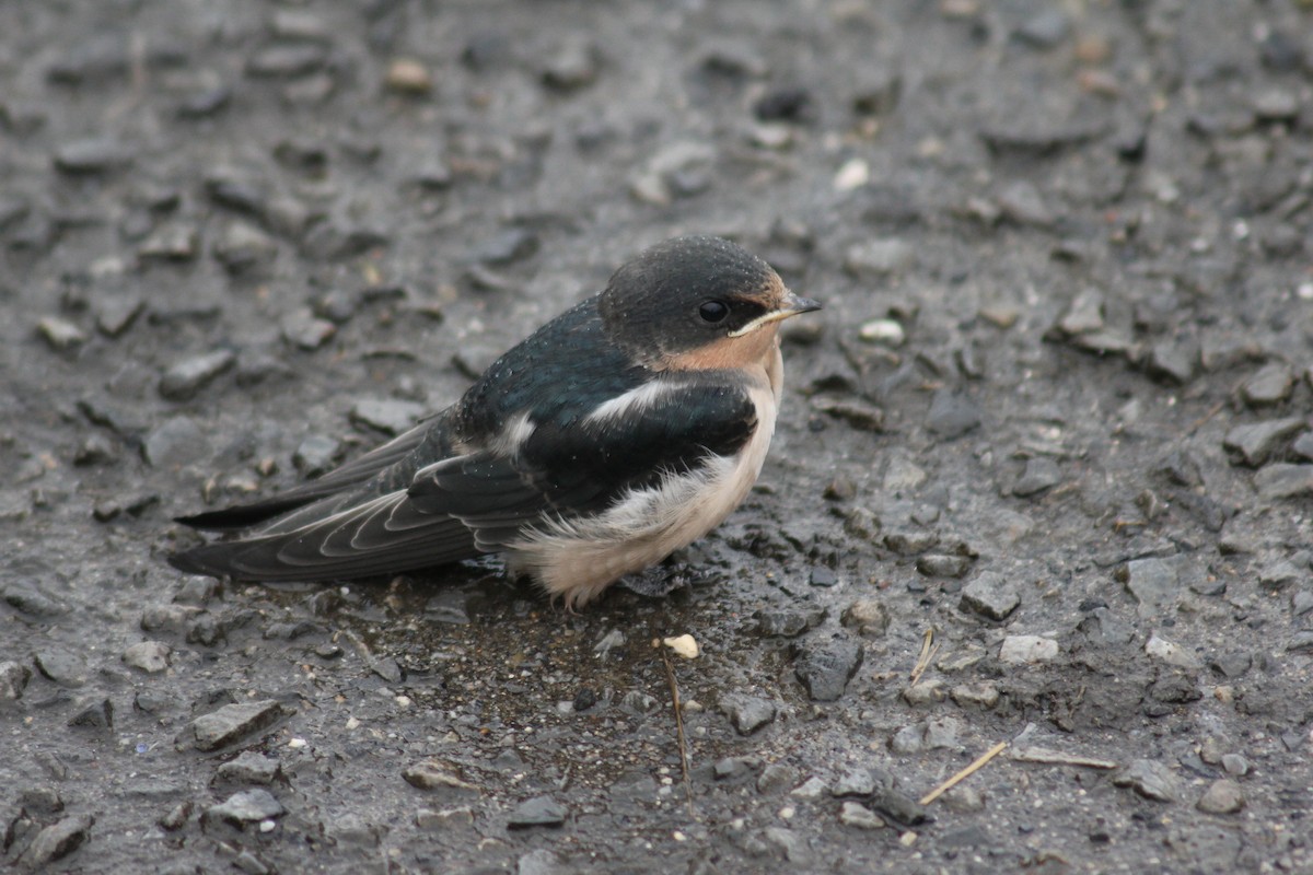 Barn Swallow - ML637600552