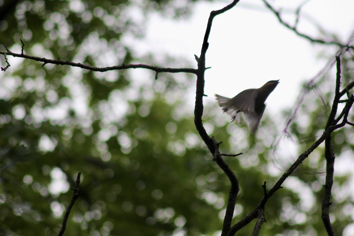 Cedar Waxwing - ML637600597