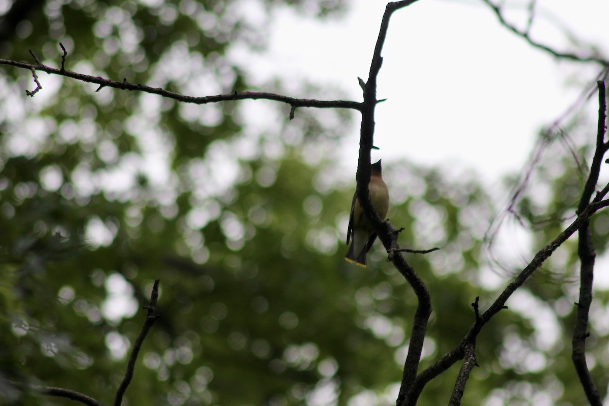 Cedar Waxwing - ML637600598