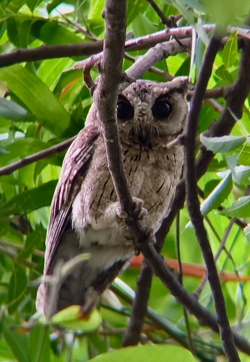 Indian Scops-Owl - ML637600612
