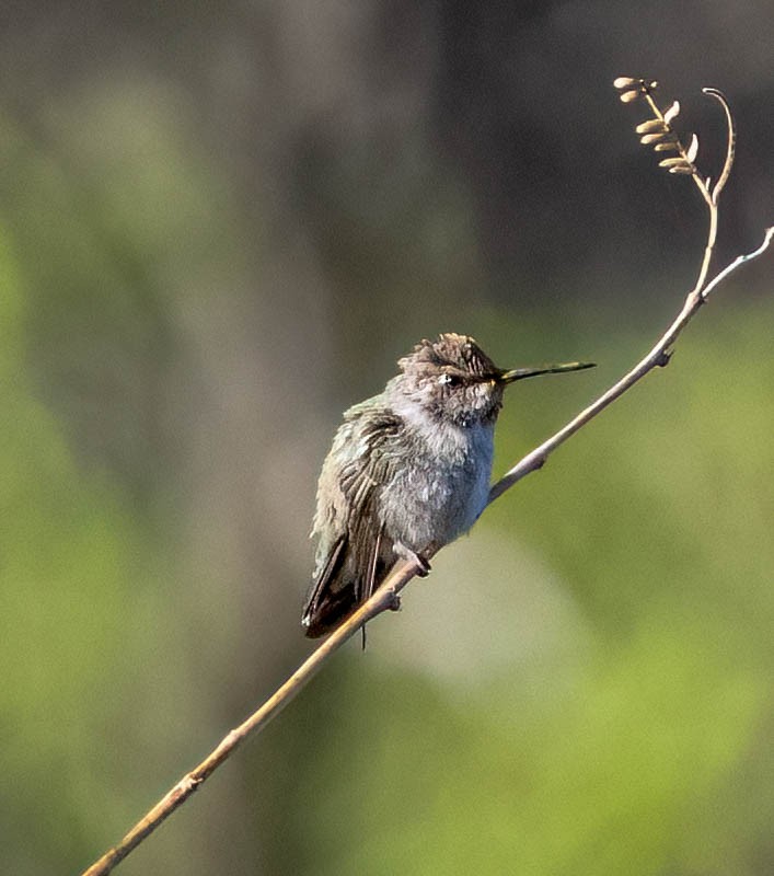Costa's Hummingbird - ML637600619