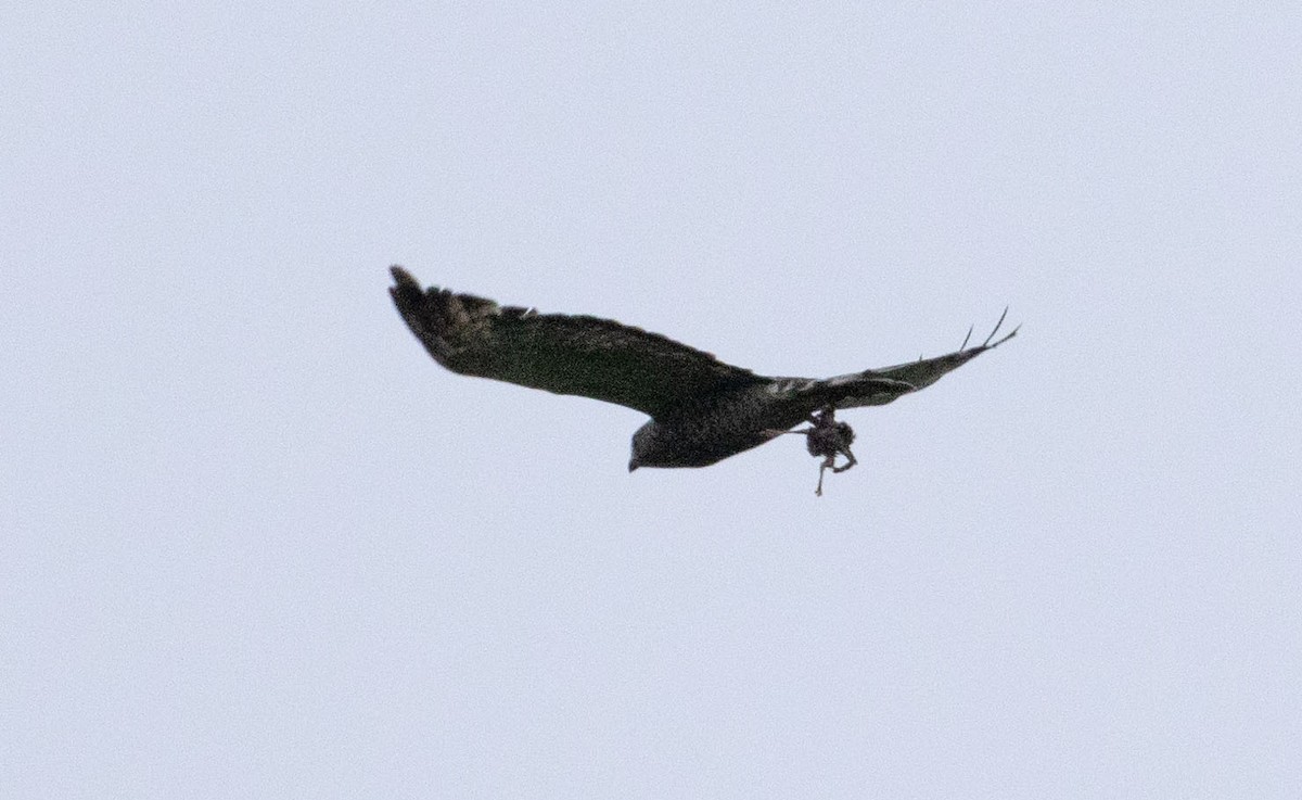 Buteo sp. - ML637600633