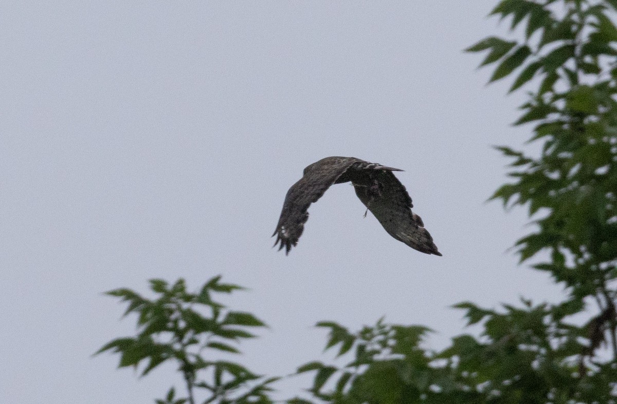 Buteo sp. - ML637600634