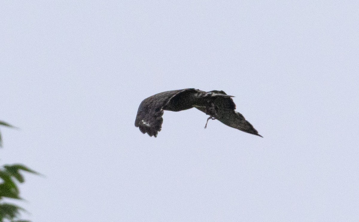 Buteo sp. - ML637600635