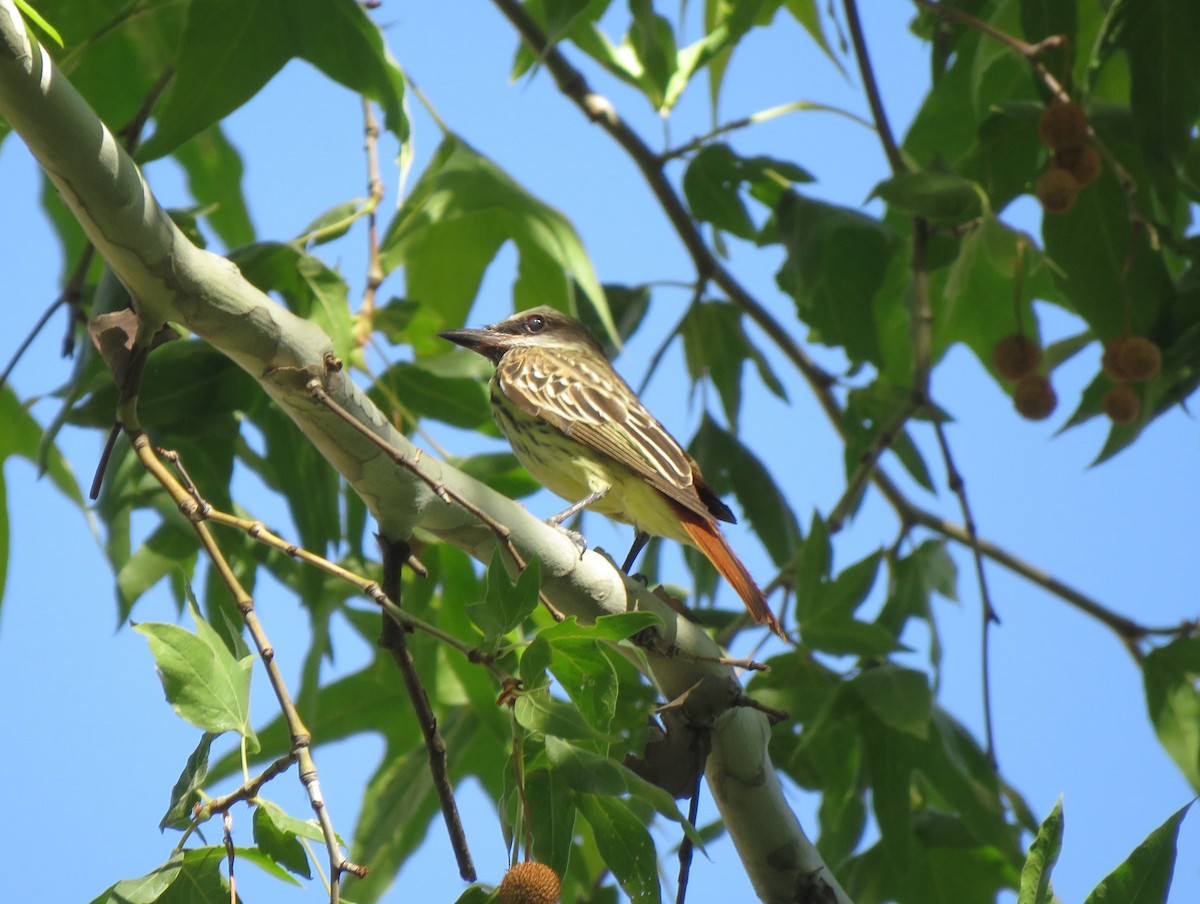Sulphur-bellied Flycatcher - ML637600657