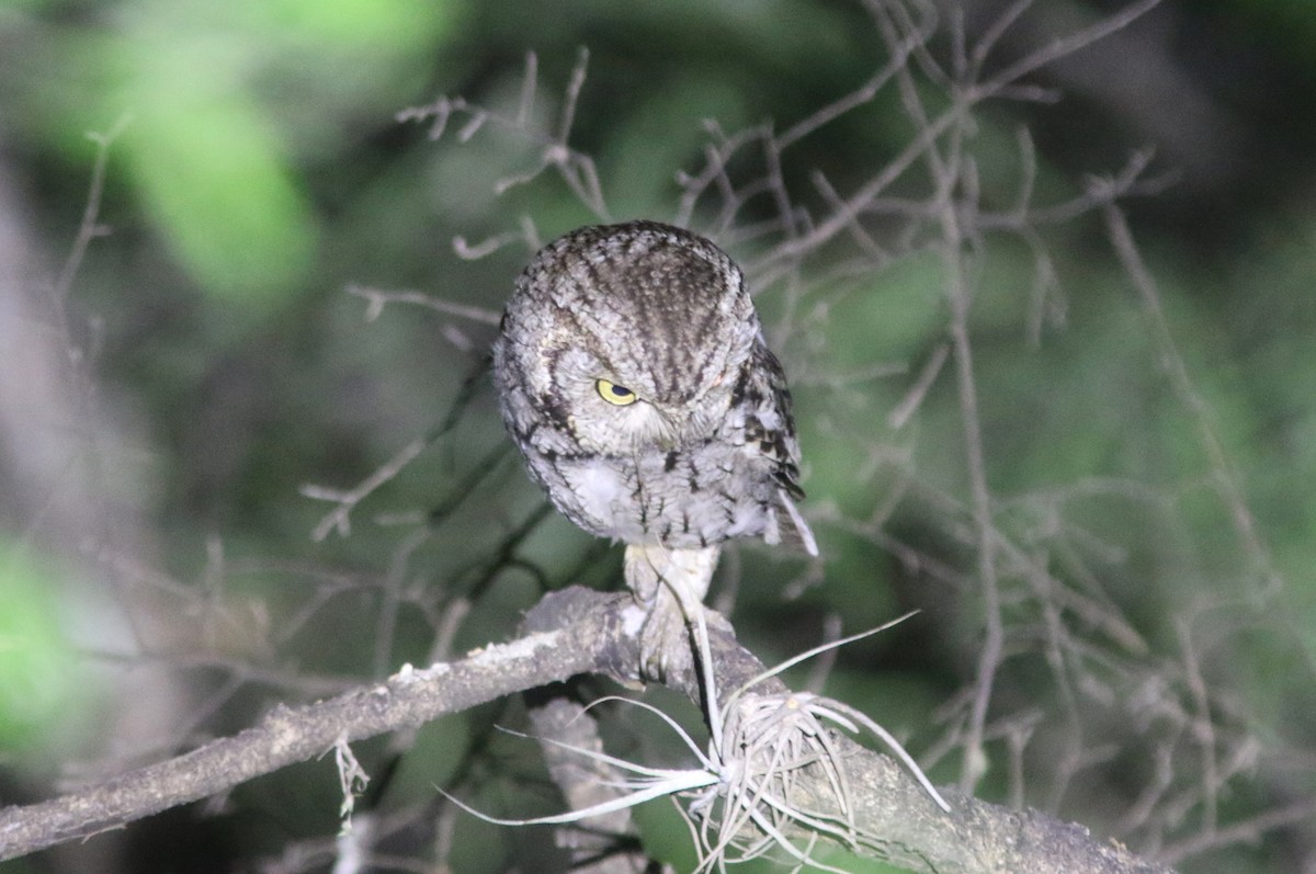 Eastern Screech-Owl (McCall's) - ML637600690
