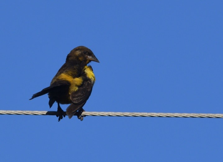 Yellow-rumped Marshbird - ML637600695