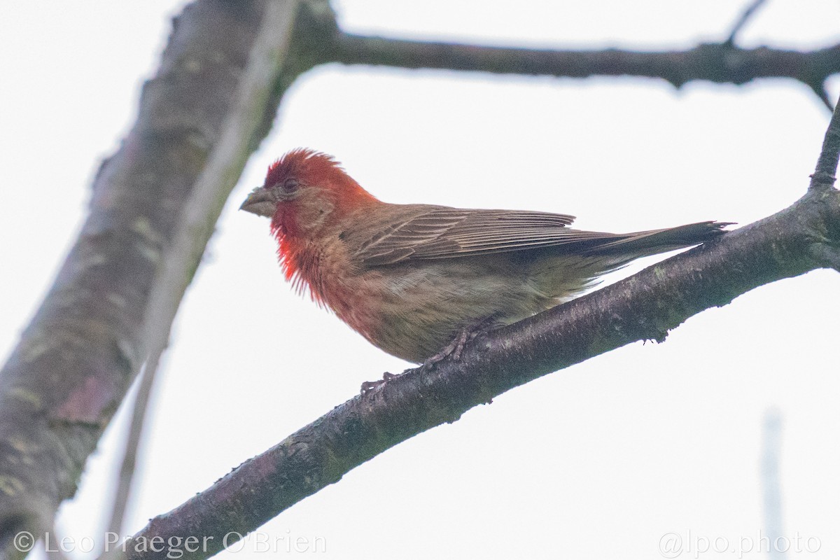 House Finch - ML637600697