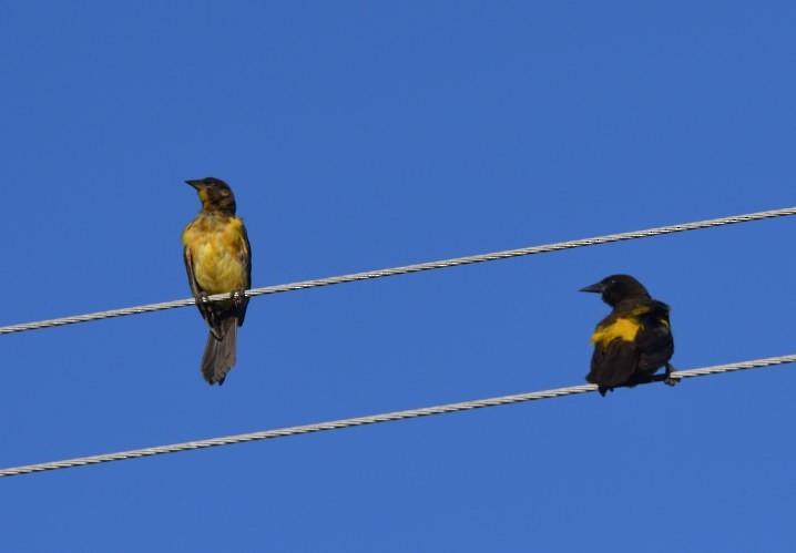 Yellow-rumped Marshbird - ML637600698