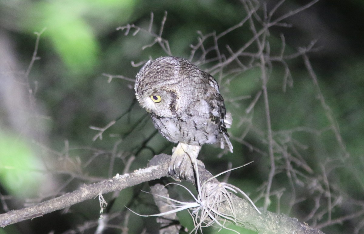 Eastern Screech-Owl (McCall's) - ML637600699