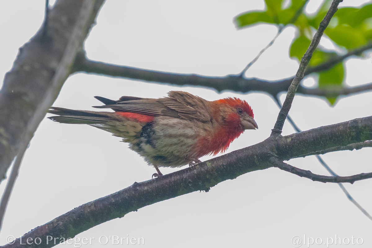 House Finch - ML637600703