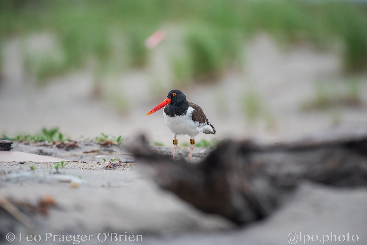 American Oystercatcher - ML637600709