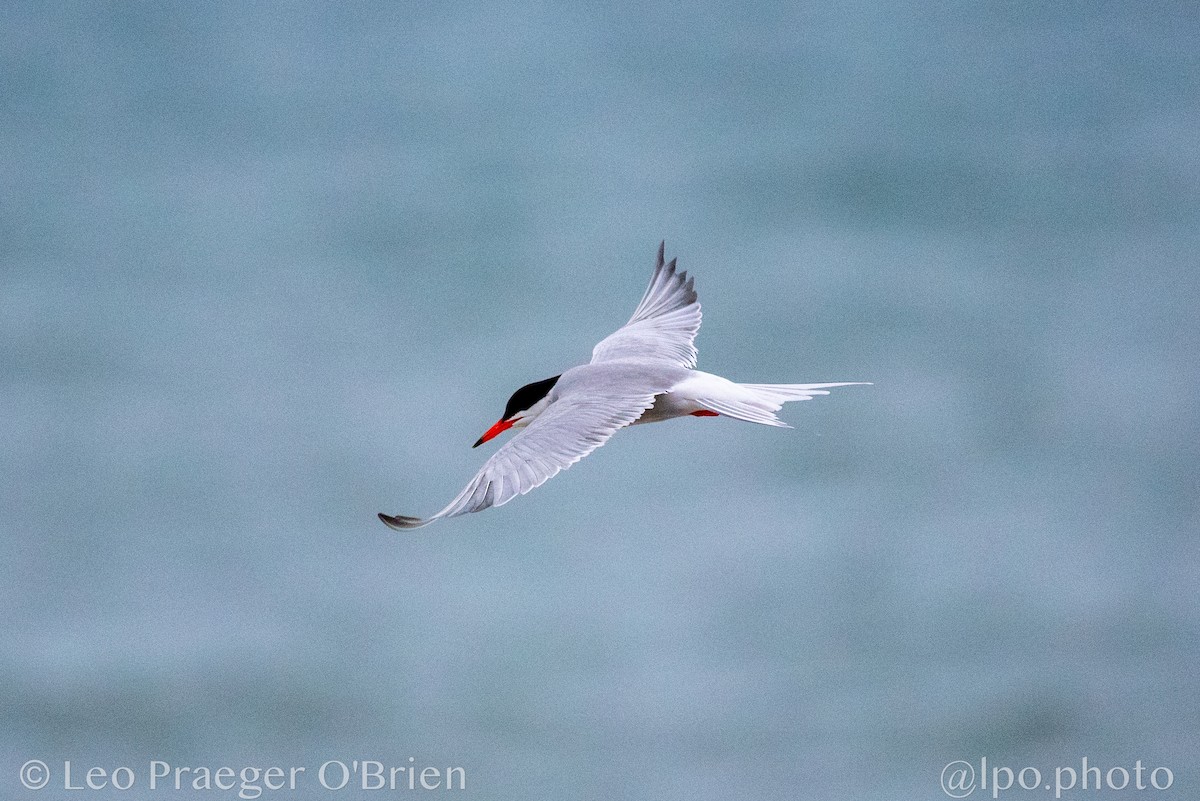 Common Tern - ML637600712