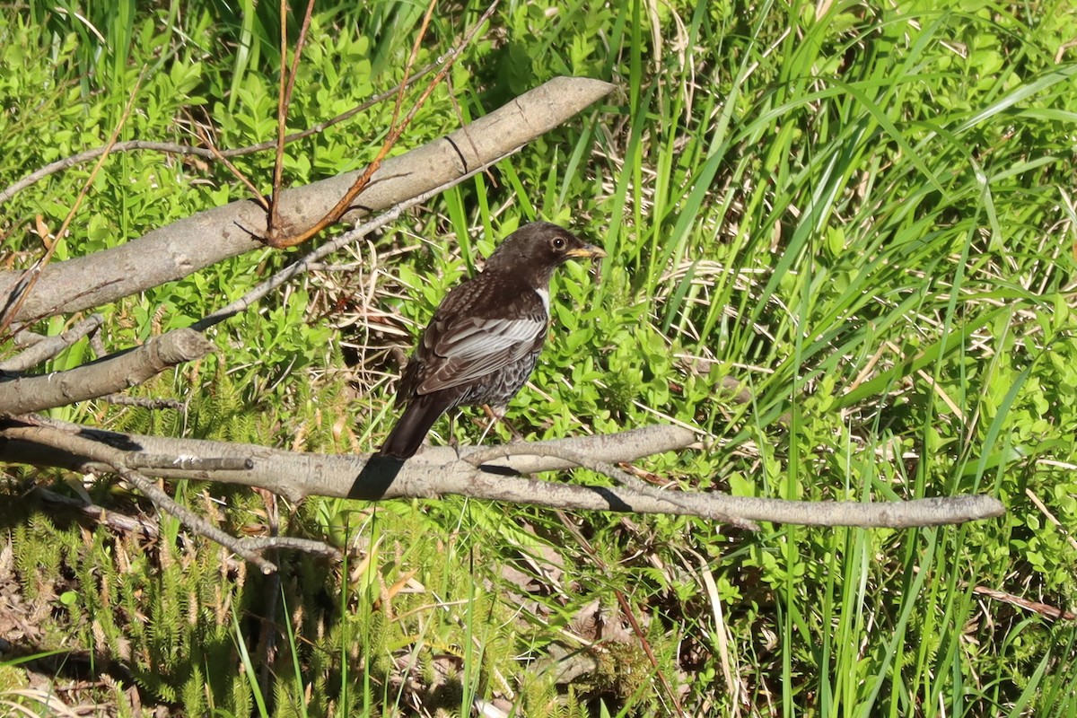 Ring Ouzel - ML637600719