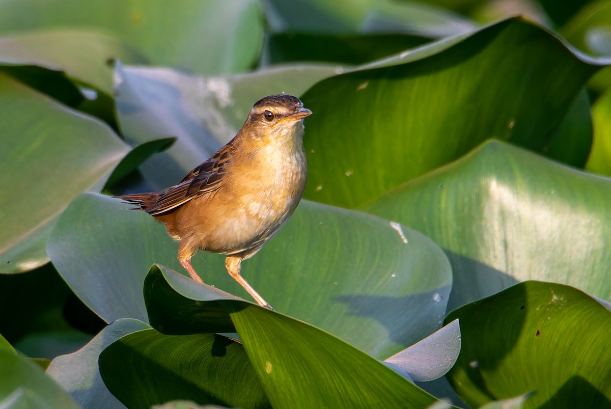 Pallas's Grasshopper Warbler - ML637600728