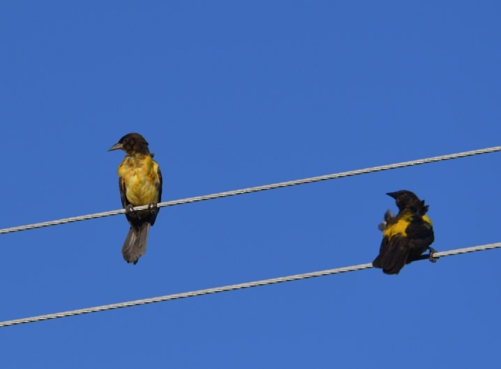 Yellow-rumped Marshbird - ML637600739