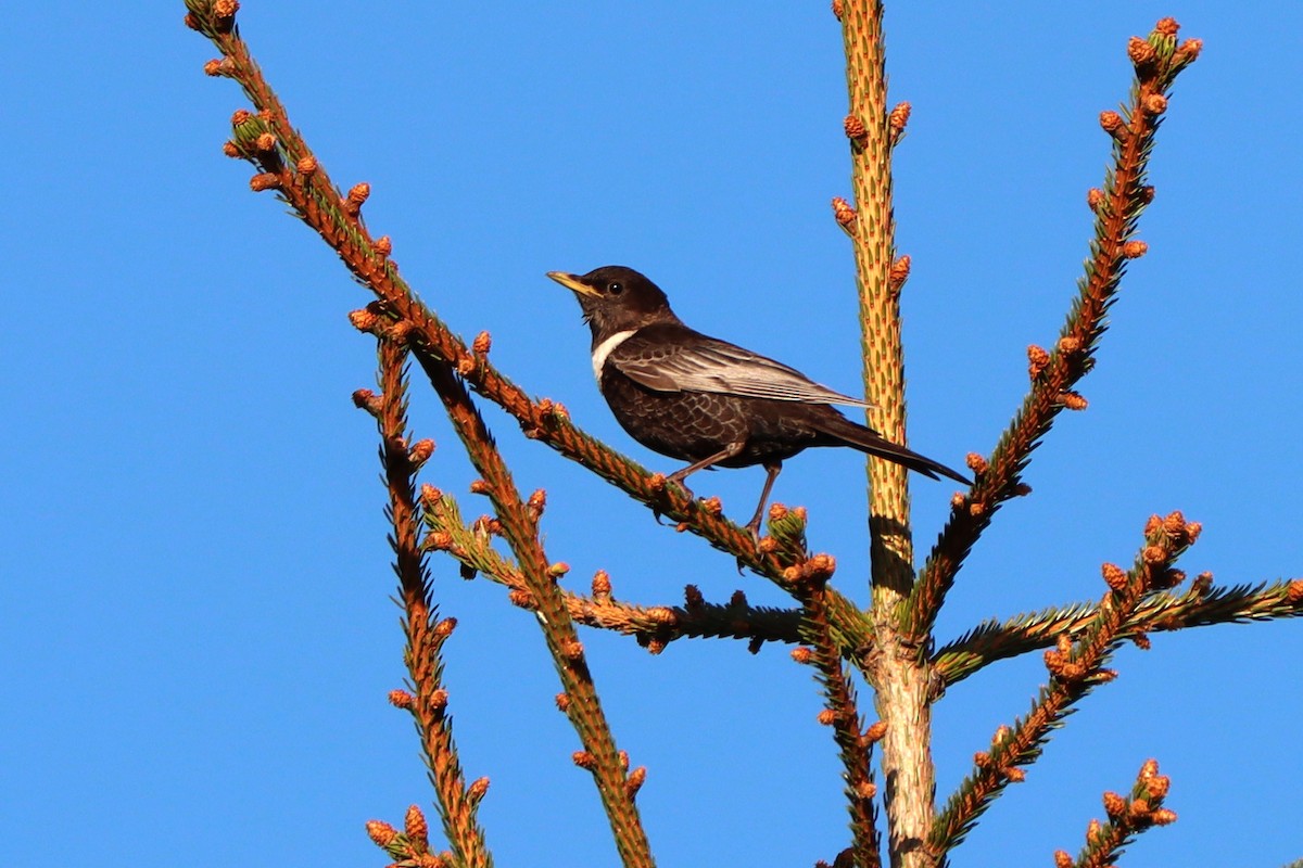 Ring Ouzel - ML637600740
