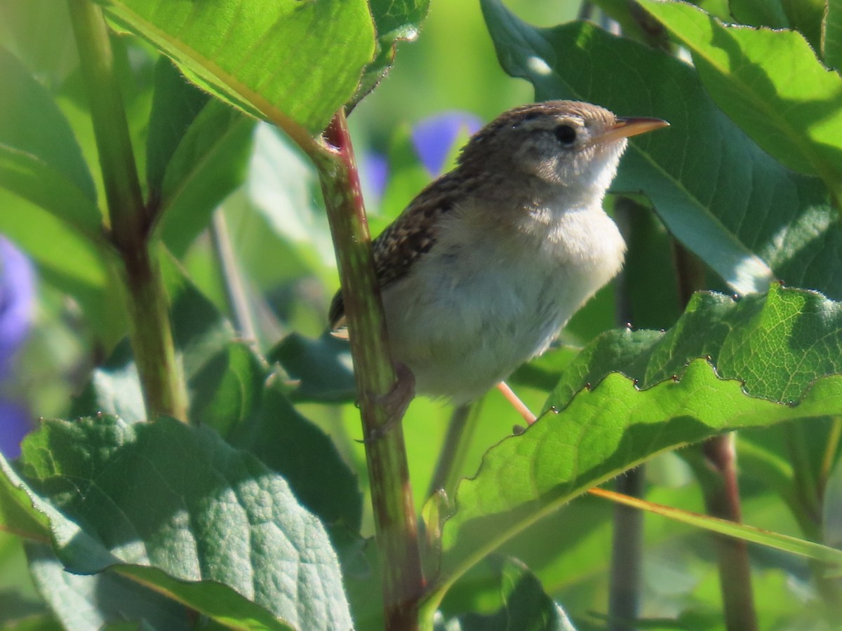 Sedge Wren - ML637600742