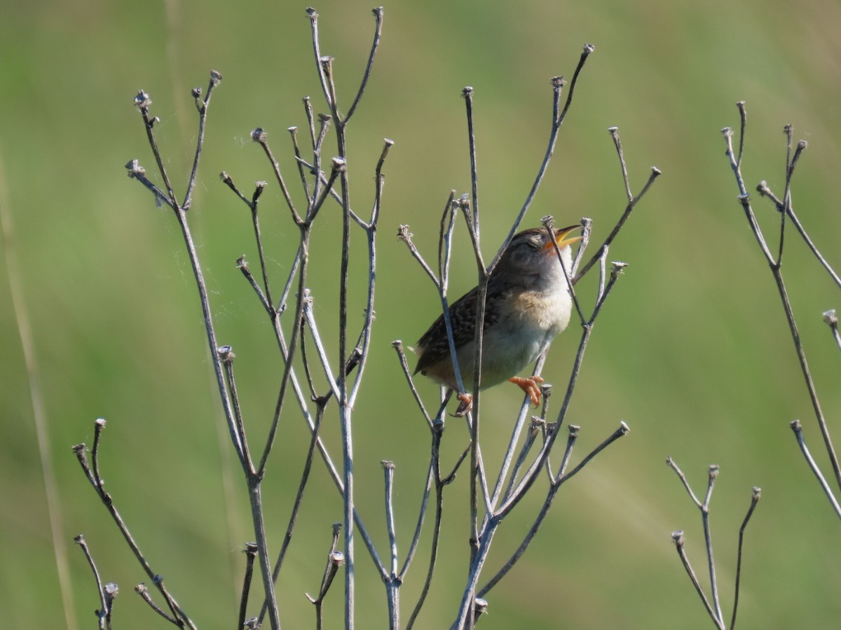Sedge Wren - ML637600764